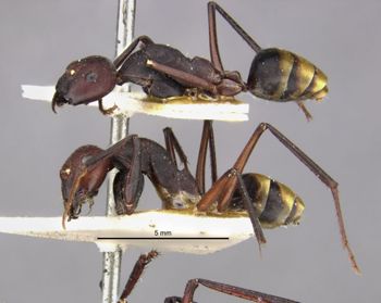 Media type: image;   Entomology 22646 Aspect: habitus lateral view